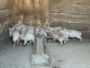 Vand porci si purcei  - imagine 4