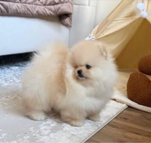 Pomeranian talie mica - imagine 2