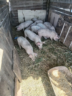 de vânzare 9 bucăți castrați vaccinați mânca orice 20 25 30 kg unul preț 250 lei bucata unul cu altu - imagine 4