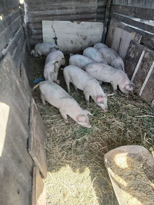 de vânzare 9 bucăți castrați vaccinați mânca orice 20 25 30 kg unul preț 250 lei bucata unul cu altu - imagine 2