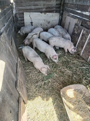 de vânzare 9 bucăți castrați vaccinați mânca orice 20 25 30 kg unul preț 250 lei bucata unul cu altu - imagine 3
