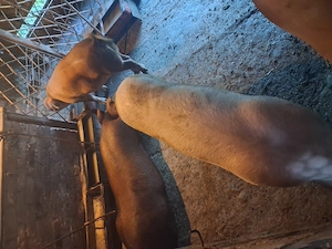 Vind porci duroc si marele alb 100-120 kg