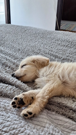 caine spre adoptie - imagine 2