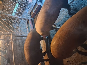 Vind porci duroc si marele alb 100-120 kg - imagine 3