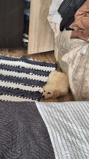 caine spre adoptie