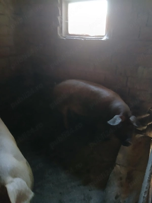 vand porci