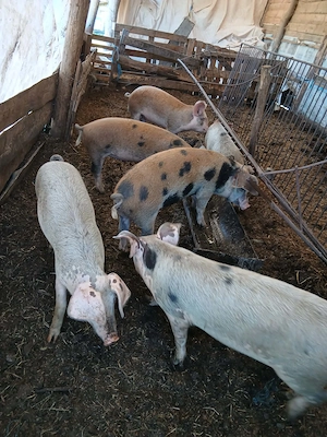 Vand 5 purcei care au peste 40 de kg