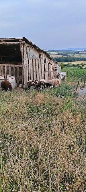 mieluțe și berbecuți texel,1000 . - imagine 4