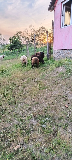 mieluțe și berbecuți texel,1000 . - imagine 3