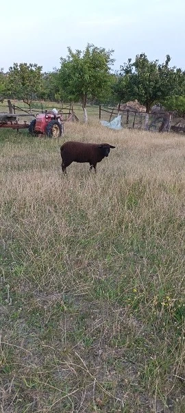 mieluțe și berbecuți texel,1000 .