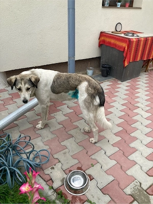 donez catelusa sterilizata recent Neamt -Bodesti  - imagine 5