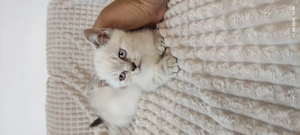 Pui pisicuță british shorthair scottish - imagine 3