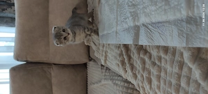 Pui pisicuță british shorthair scottish - imagine 4