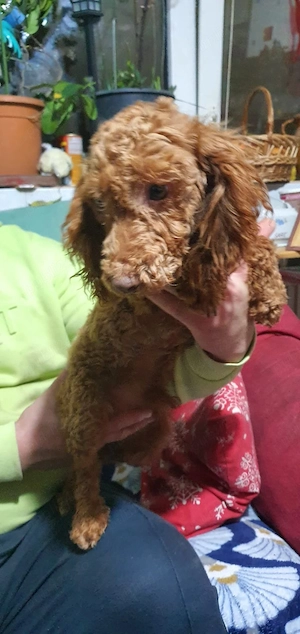 Pudel toy cu pedigree 