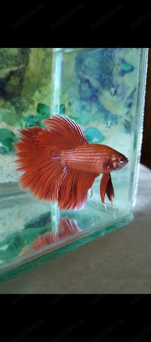 Masculi Betta pesti acvariu superbi - imagine 2
