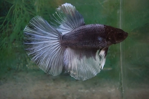 Masculi Betta pesti acvariu superbi