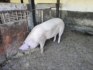 Porci rasa Landrace  - imagine 2