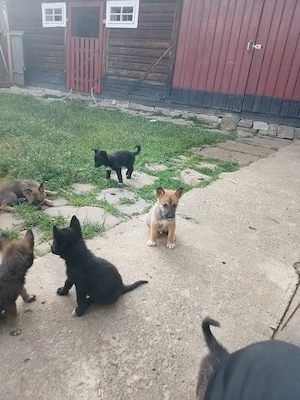 donez catei melinois belgian 