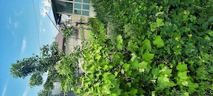 Casă de vânzare în oraşul Râmnicu Sărat, Judeţ Buzău - imagine 3