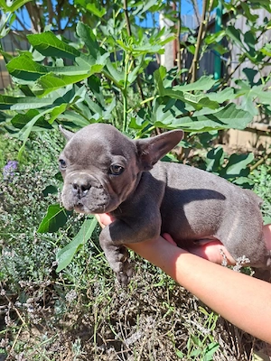 Buldog francez blue - imagine 4