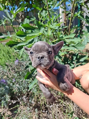 Buldog francez blue - imagine 2