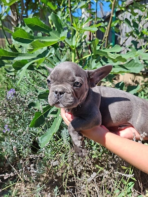 Buldog francez blue