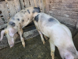 Se vând soldanii din pozele atasate