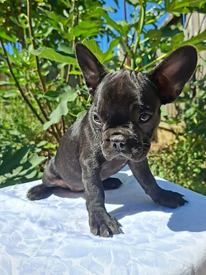 Buldog francez negru  - imagine 4