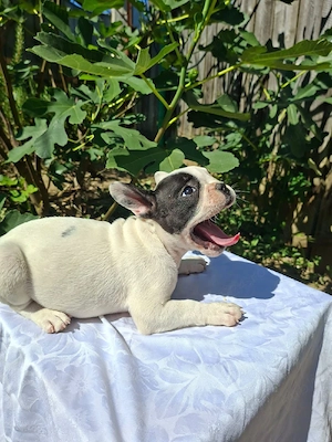Buldog francez alb cu pete negre  - imagine 2