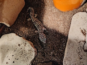 Vând sau schimb o pereche de gecko leopard cu o agamă - imagine 3