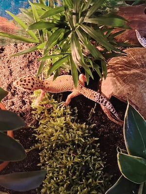 Vând sau schimb o pereche de gecko leopard cu o agamă - imagine 2
