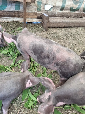 purcei de 16 săptămânii 