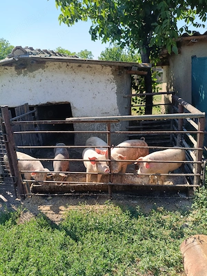 Porci de vânzare în comuna Reviga, Ialomița  - imagine 2