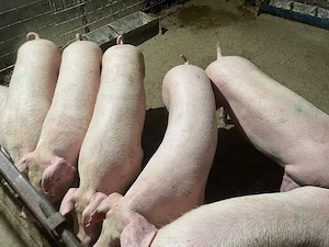 Porci rasă de carne !