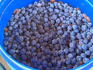 Prune pentru tuica 2 lei 