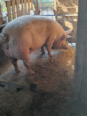 Vând schimb o purcea de 250 kg