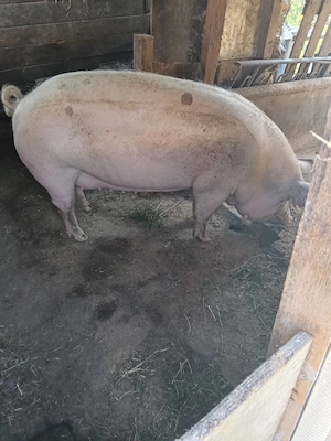 Vând schimb o purcea de 250 kg - imagine 3