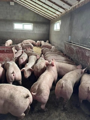 Porci Rasa pentru CARNE!