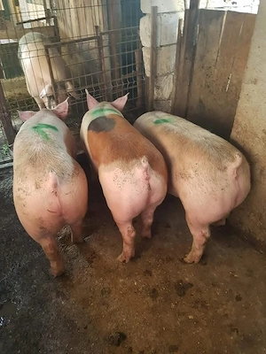 Porci Rasa pentru CARNE! - imagine 2