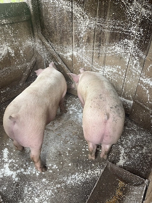 Porci rasa carne! - imagine 4