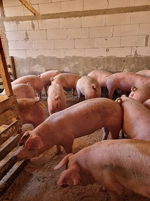 Porci rasa carne!