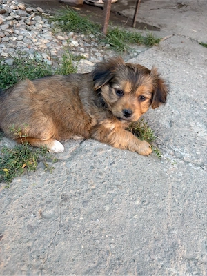 Fetita metis bichon