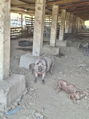 Porci Duroc   carne   200 kg   crescuți natural, în libertate