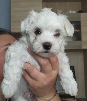 vând căței 