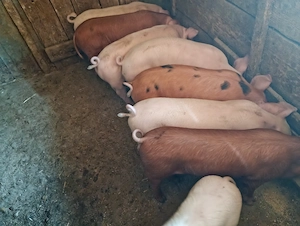 Purcei 7 săptămâni 