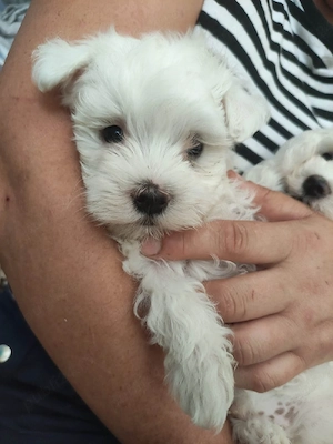 Pui Bichon Maltez - imagine 3