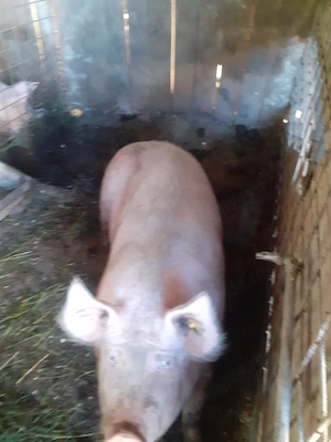 porci pentru sacrificat  - imagine 3