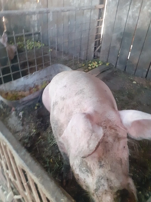 porci pentru sacrificat  - imagine 5