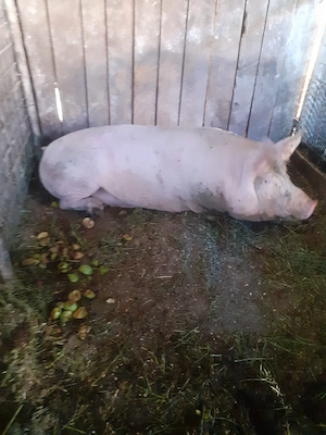 porci pentru sacrificat  - imagine 4