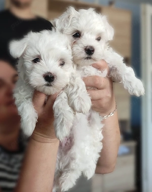Pui Bichon Maltez